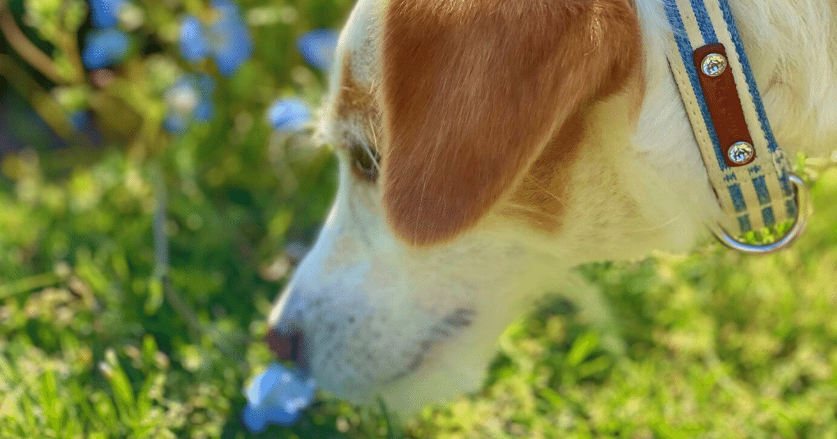 犬の小肝症 肝臓が小さい我が家の愛犬のごはんについて 犬とおでかけドギゴー関西のお出かけ 国内旅行そして 健康のこと