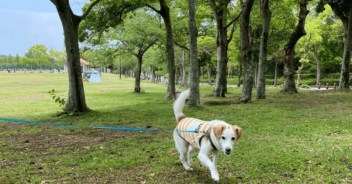 兵庫県神戸市 しあわせの村で愛犬とお散歩 ピクニック 犬とおでかけドギゴー関西のお出かけ 国内旅行そして 健康のこと