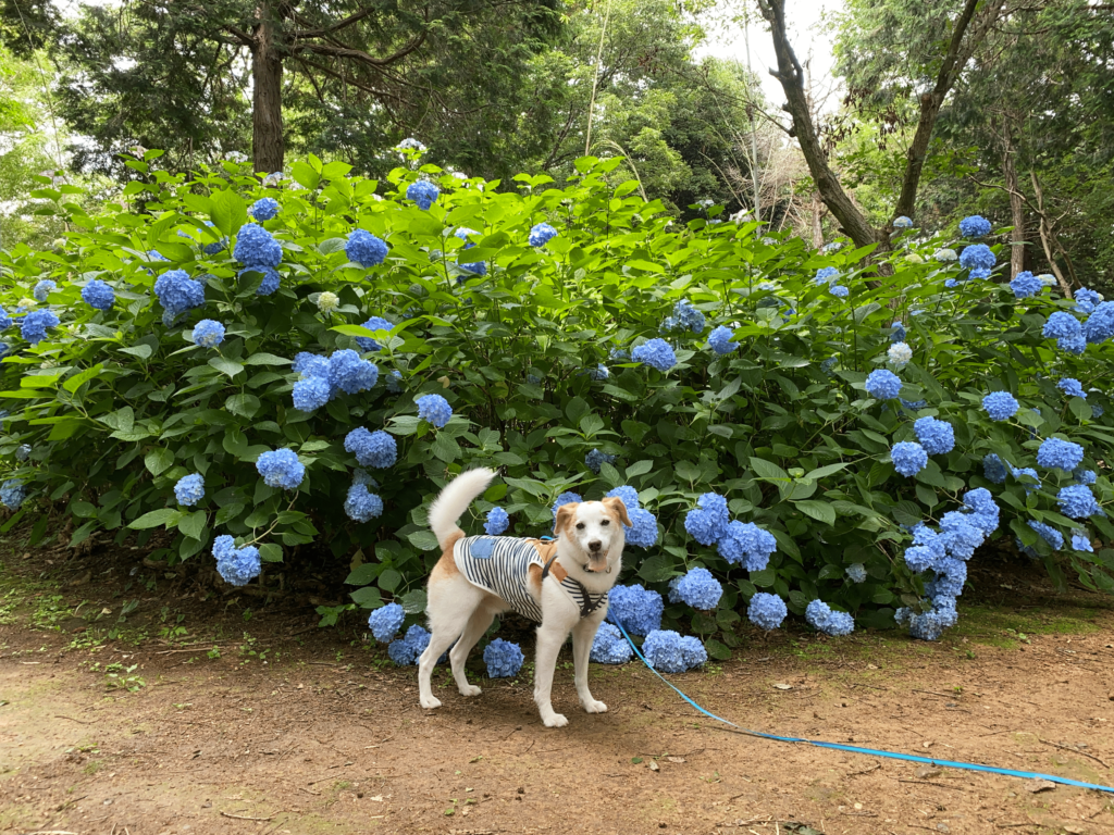 兵庫県小野市 浄土寺の美しい紫陽花の散策道を愛犬とお散歩しよう 犬とおでかけ Doggy Go Out ドギゴー関西 のお出かけ 国内旅行そして 健康のこと