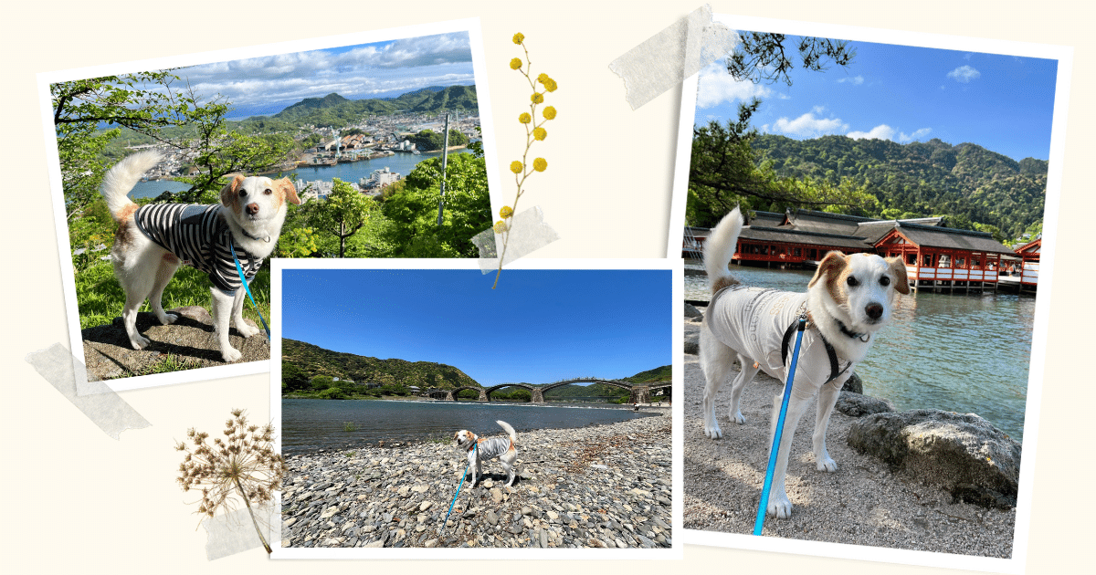 広島 山口 尾道 安芸の宮島 錦帯橋へgo 愛犬と観光しよう 犬とおでかけドギゴー関西のお出かけ 国内旅行そして 健康のこと